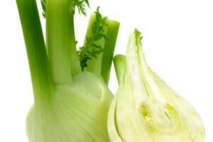 Fenchel