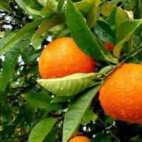 orange fresh from tree